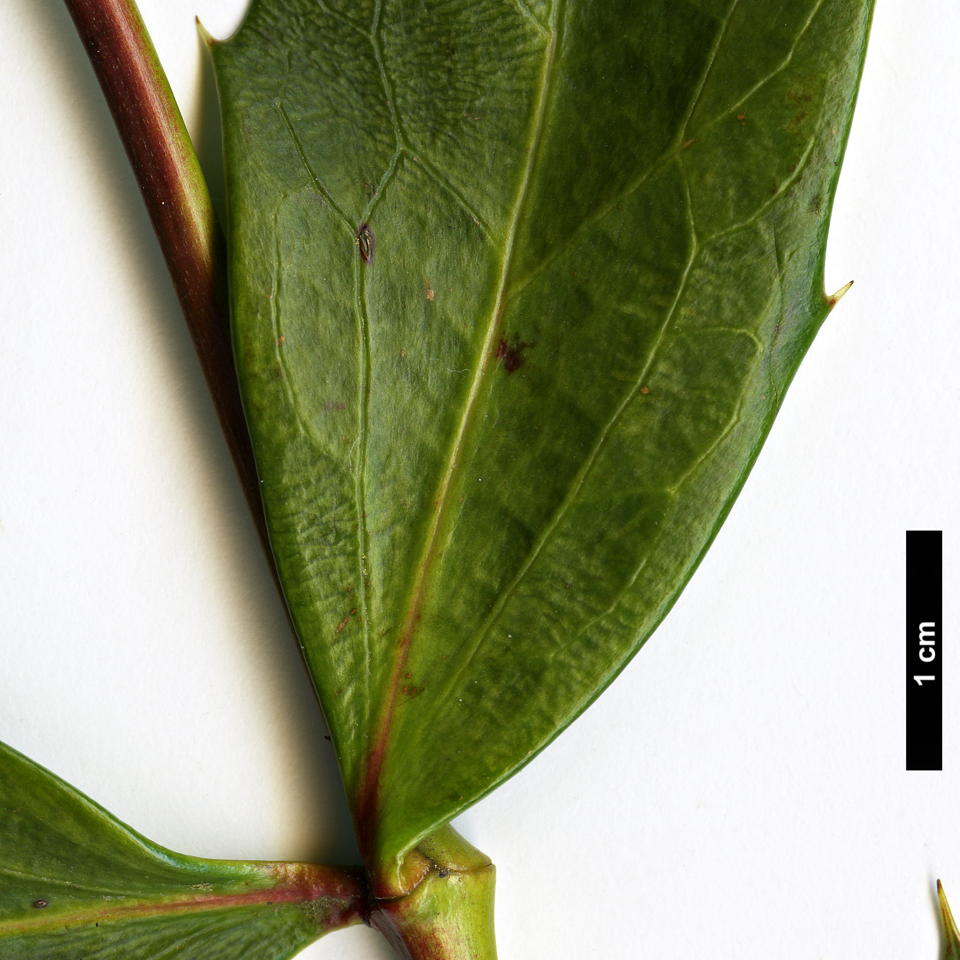 High resolution image: Family: Berberidaceae - Genus: Mahonia - Taxon: ×savilliana (M.eurybracteata × M.gracilipes)